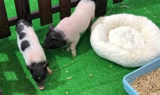 亚洲宠物展 亚洲宠物展